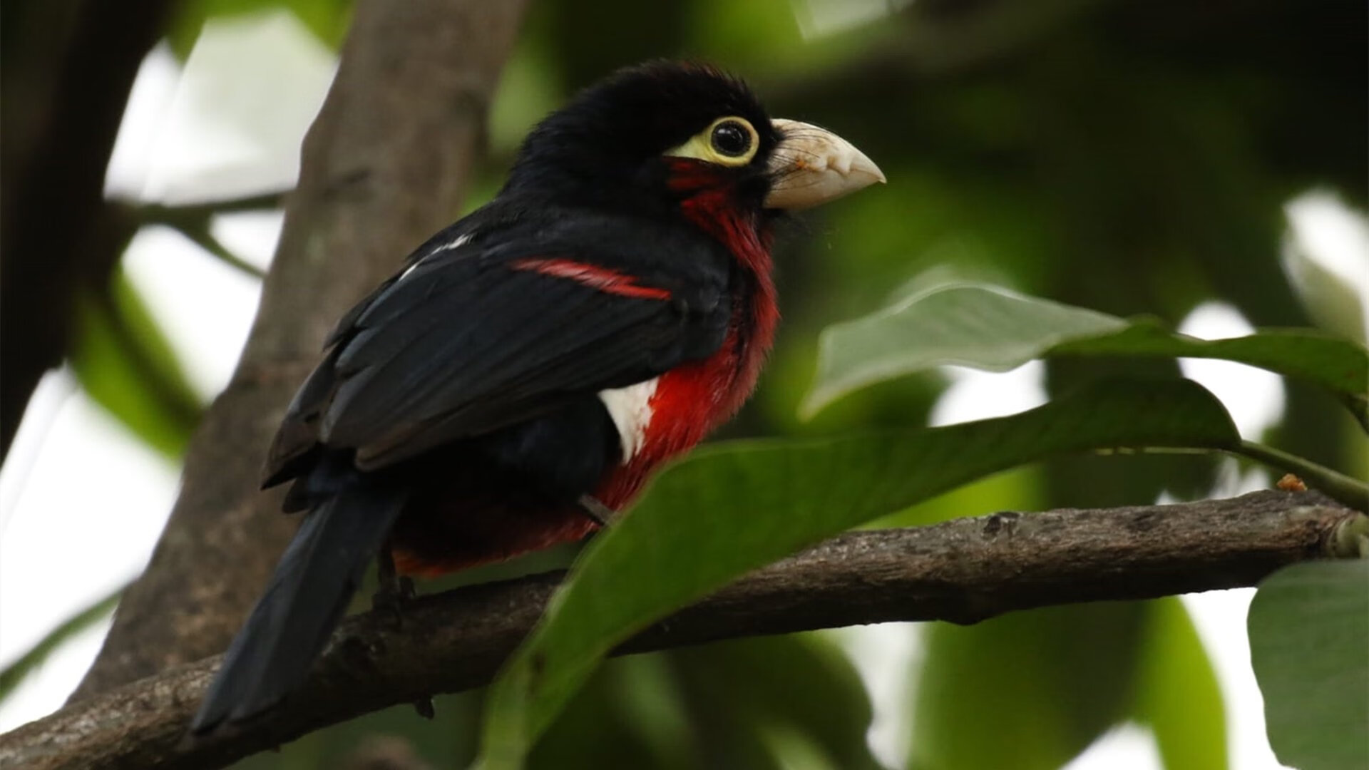 _勇士队三分狂潮席卷全场，领先优势扩大_，勇士三分球最准的是谁