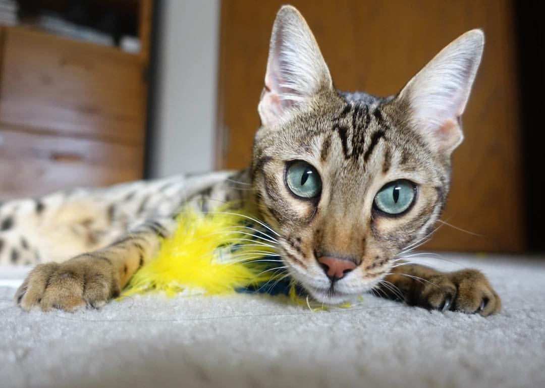 fb体育平台安全-“比赛焦点：快节奏节奏带来的激烈碰撞”，快节奏的现象