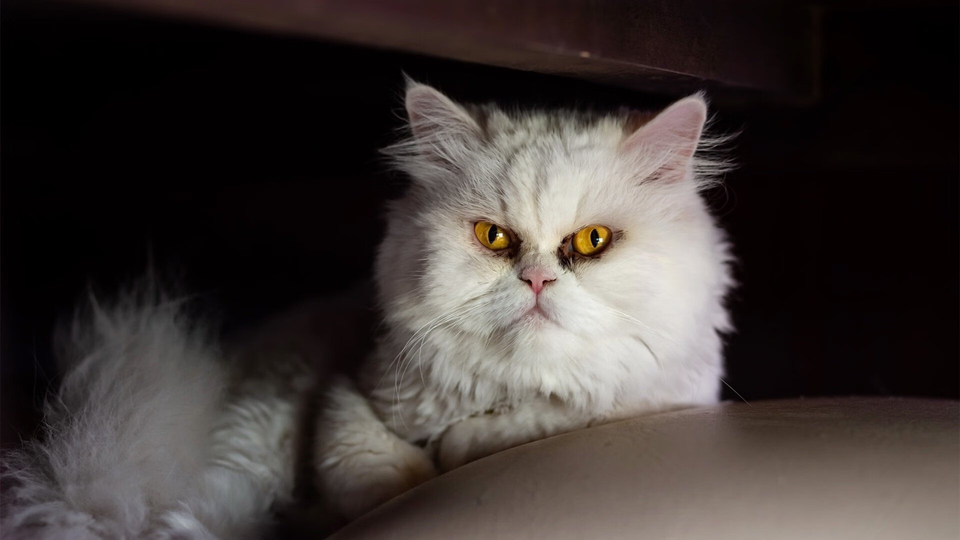 “法甲进入决战阶段，豪门拼搏誓夺冠”，法甲豪门球队排名前十