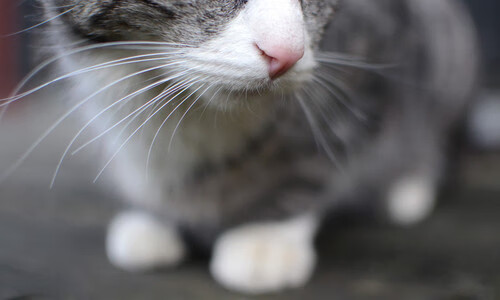 【自动判罚系统】科技让每一个判决如“天命”般精准，自动履行法院判决程序