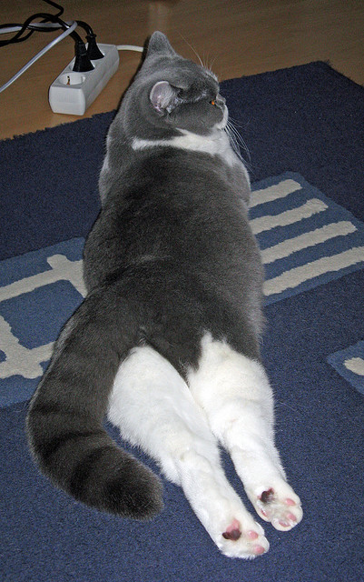 康纳·麦克戴维荣膺季后赛MVP，麦克·康纳利