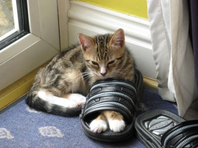 葡萄牙男足在预选赛中未能晋级巴黎奥运会，葡萄牙男足官方合作伙伴