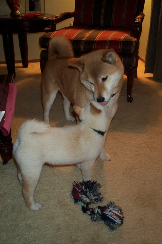 奥萨苏纳主场1-1战平皇家贝蒂斯，双方互交白卷，奥萨苏纳对皇家社会的比分预测