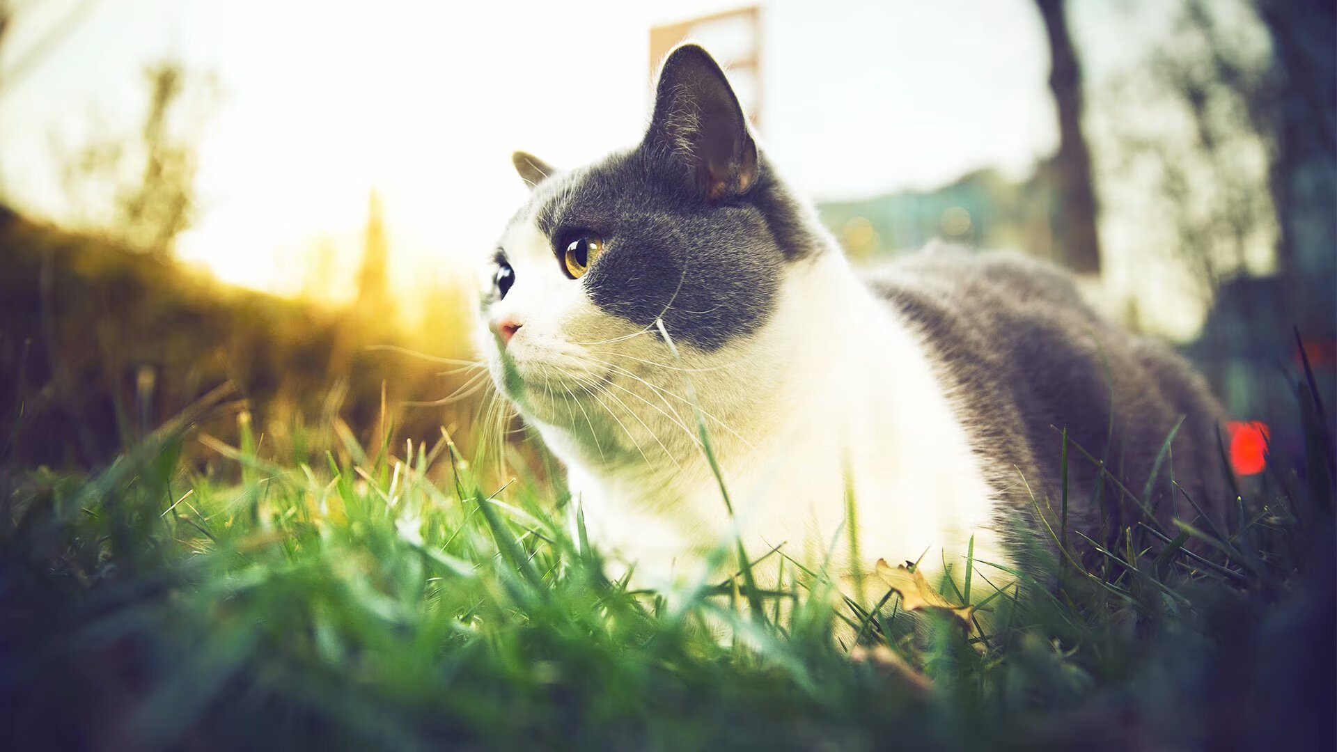 中国三人篮球男队提升突破分球能力,中国三人篮球阵容